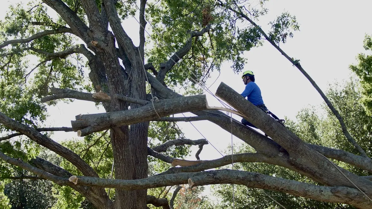 Professional Crown Thinning performed by certified arborists in Delaware
